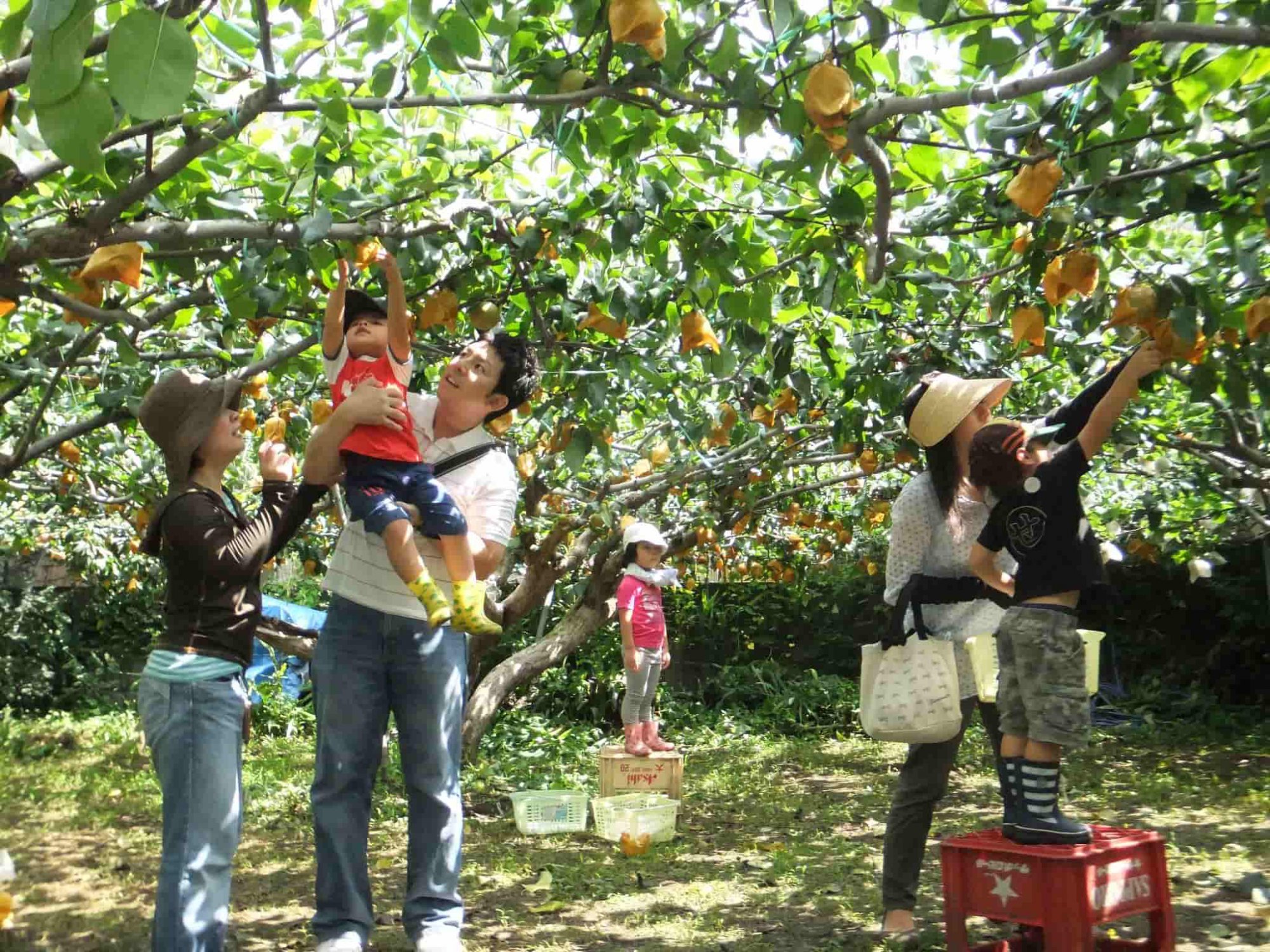 Fruit orchards in Binh Duong where visitors can pick their own fruit to take home as gifts.