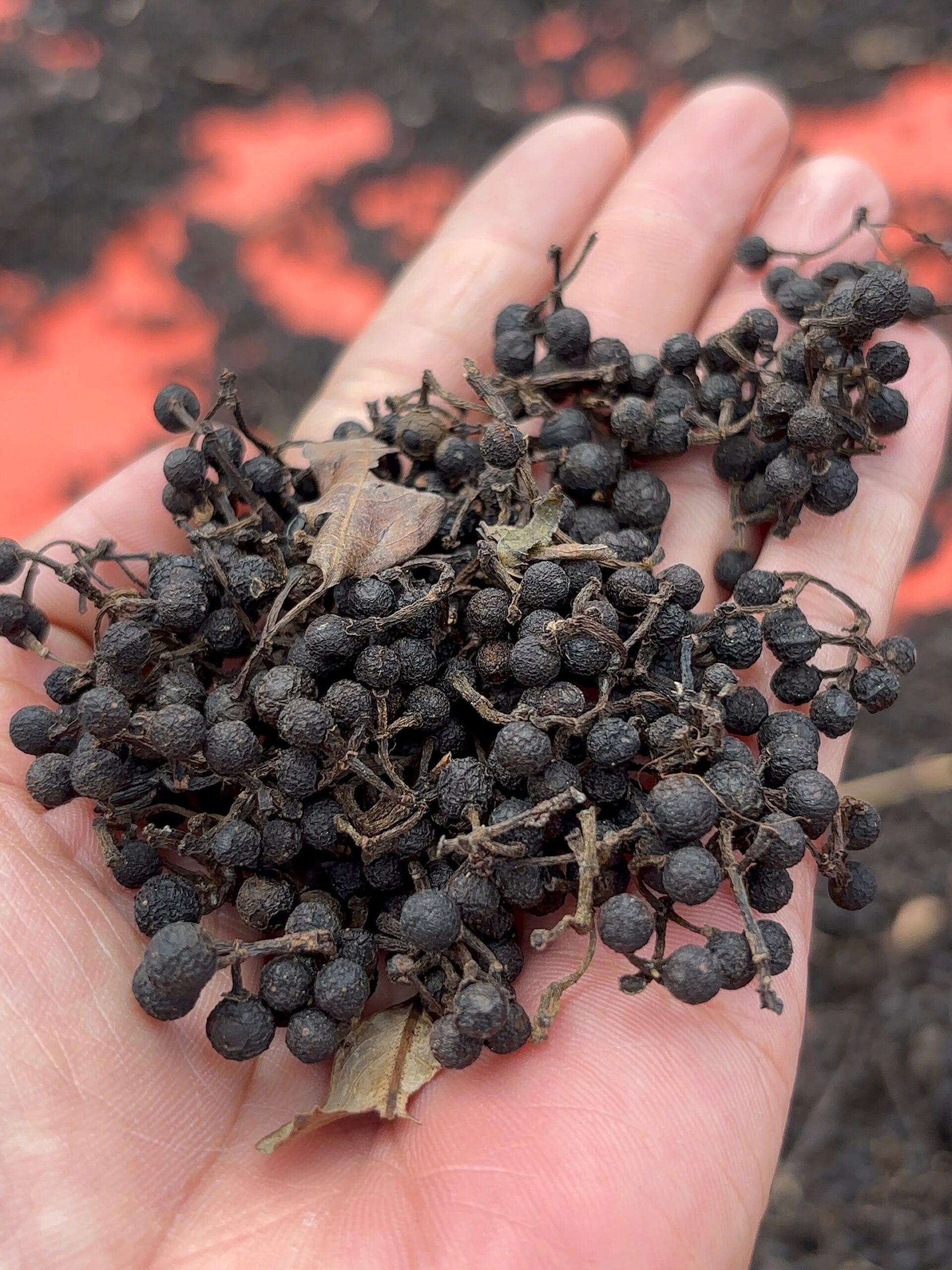 locally harvested wild pepper