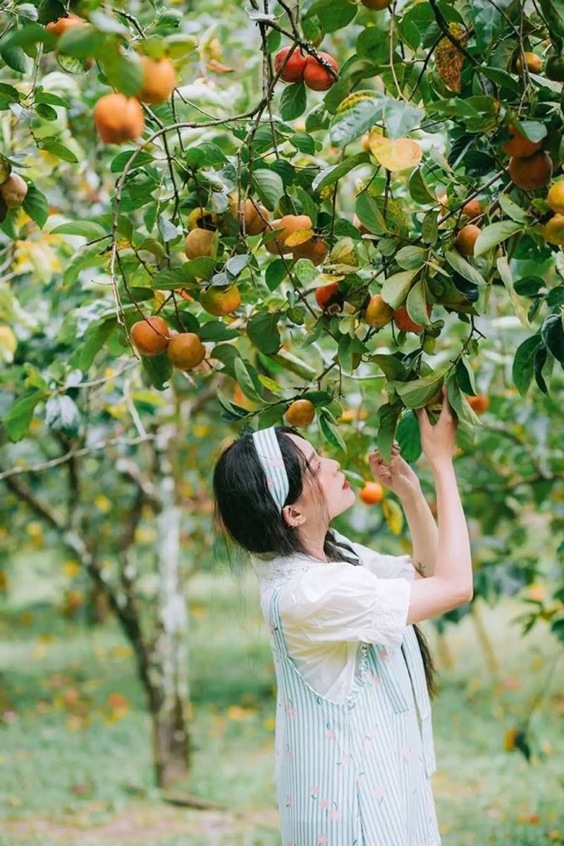 Fruit orchards in Cho Lach, Ben Tre