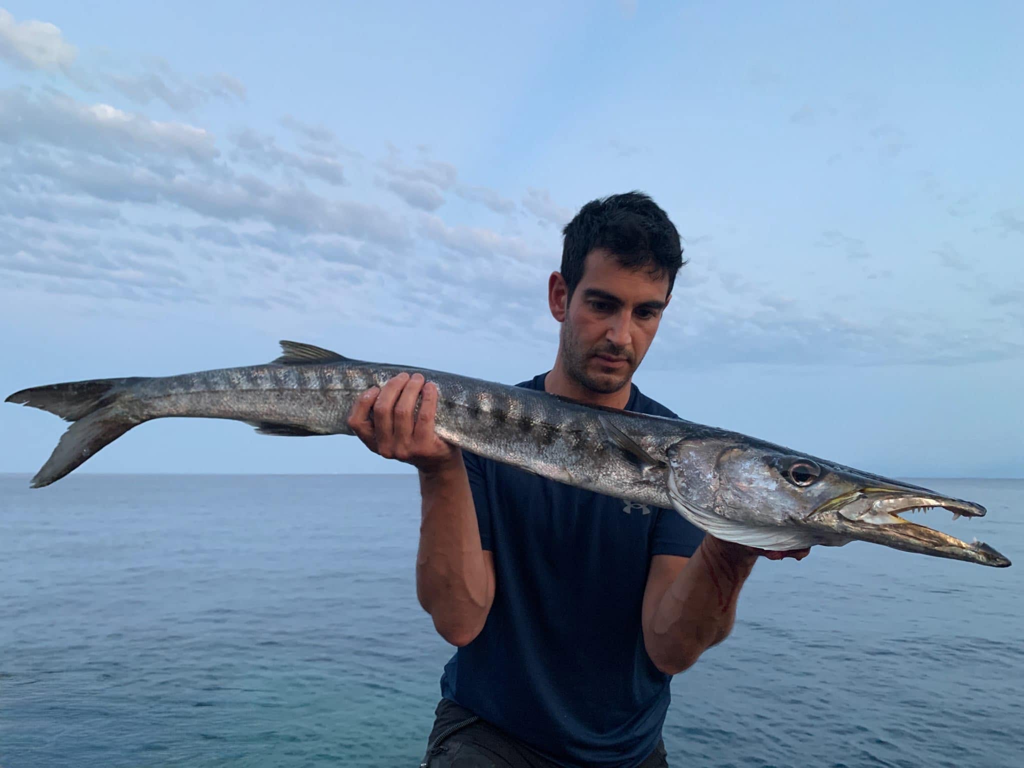 Barracuda