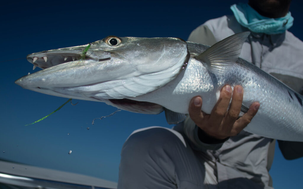 Barracuda