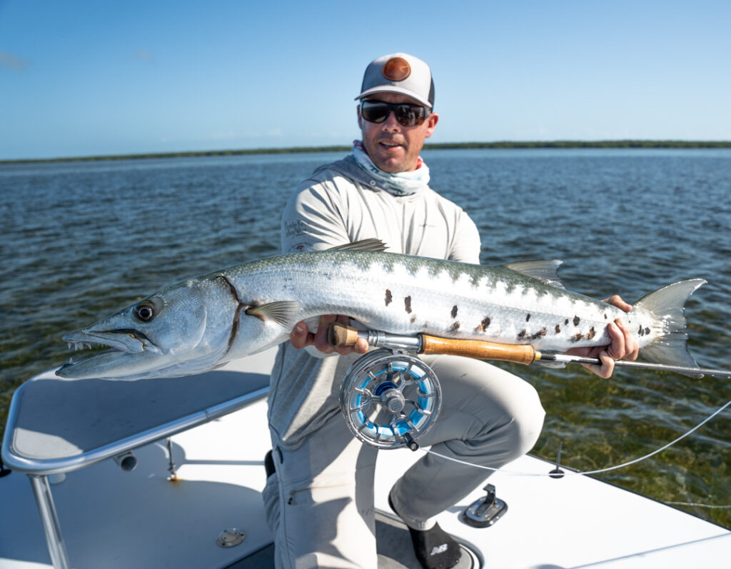 Barracuda