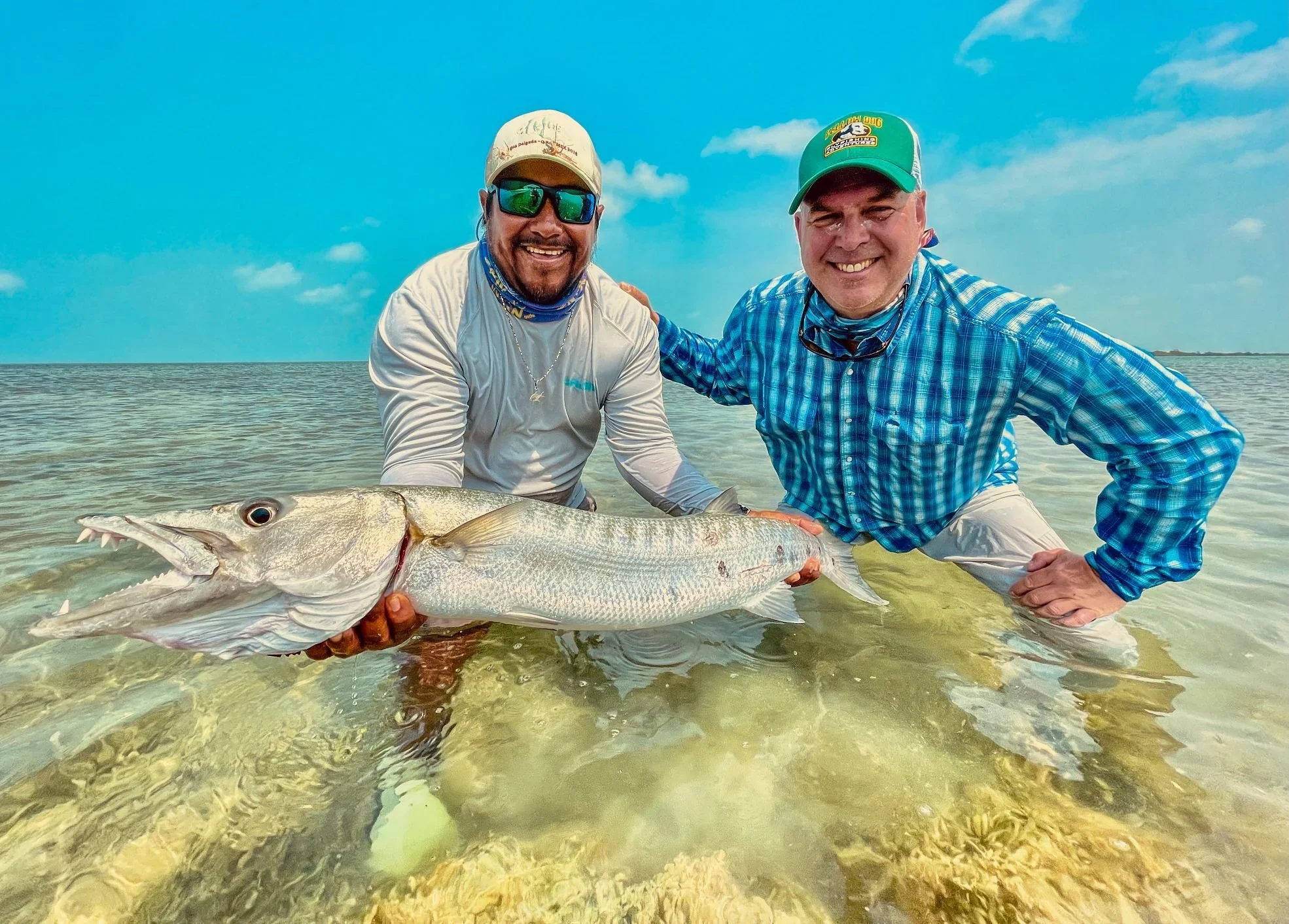 Barracuda