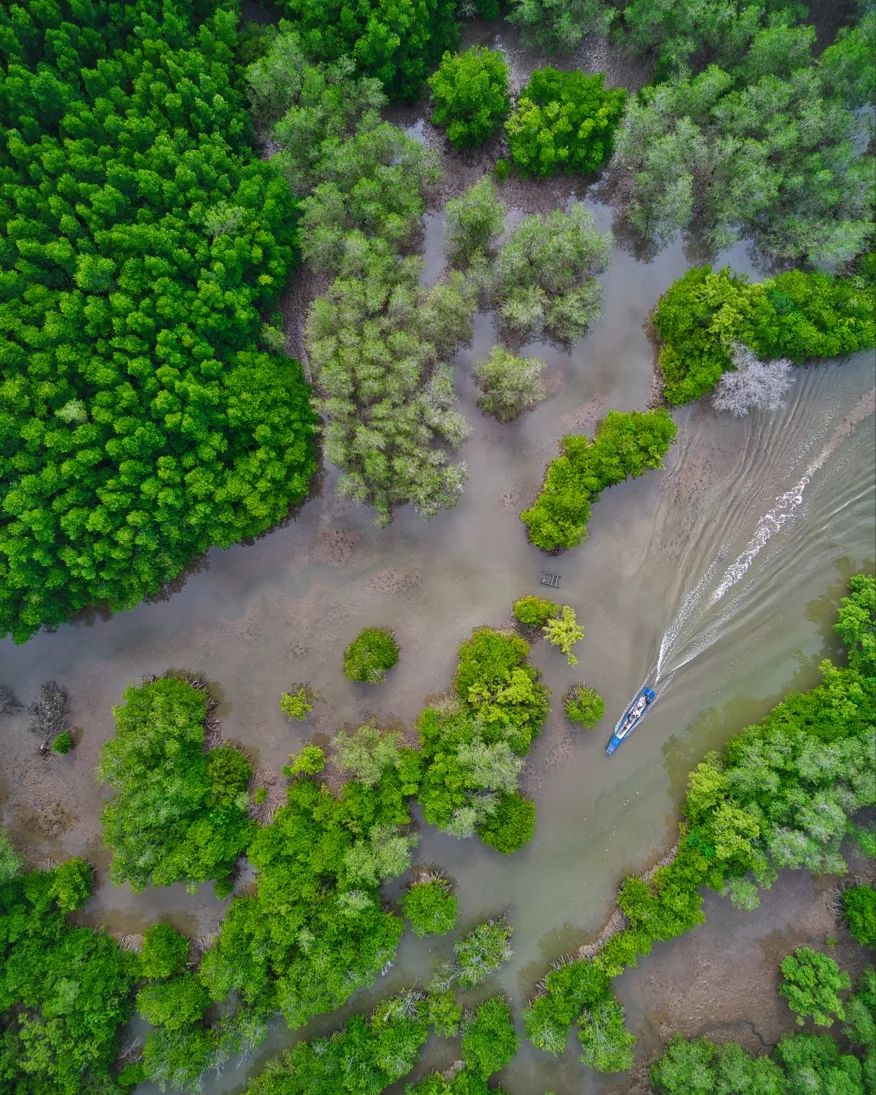 Can Gio Mangrove Forest