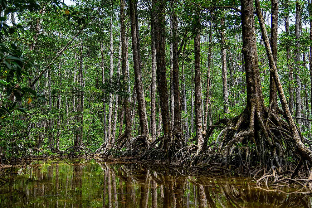 The diverse ecosystem of the Can Gio Mangrove Forest.