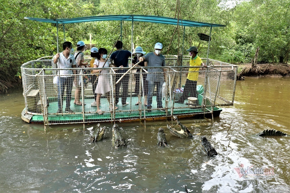 Enjoy an exciting crocodile fishing experience in the Can Gio Mangrove Forest.