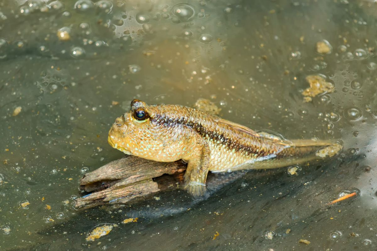 mudskippers