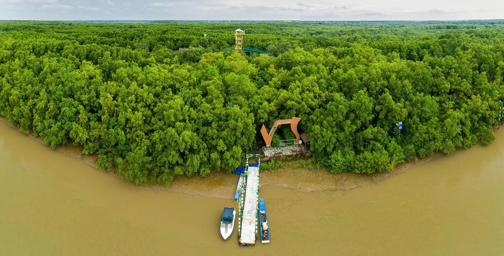 cần giờ mangrove forest