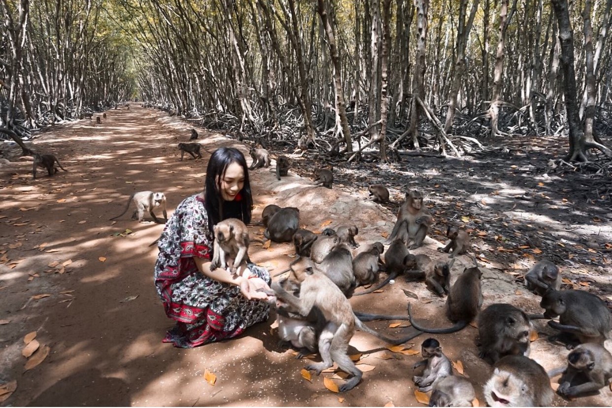 Visitors can have fun interacting with the monkeys at the Can Gio Monkey Island tourist area.