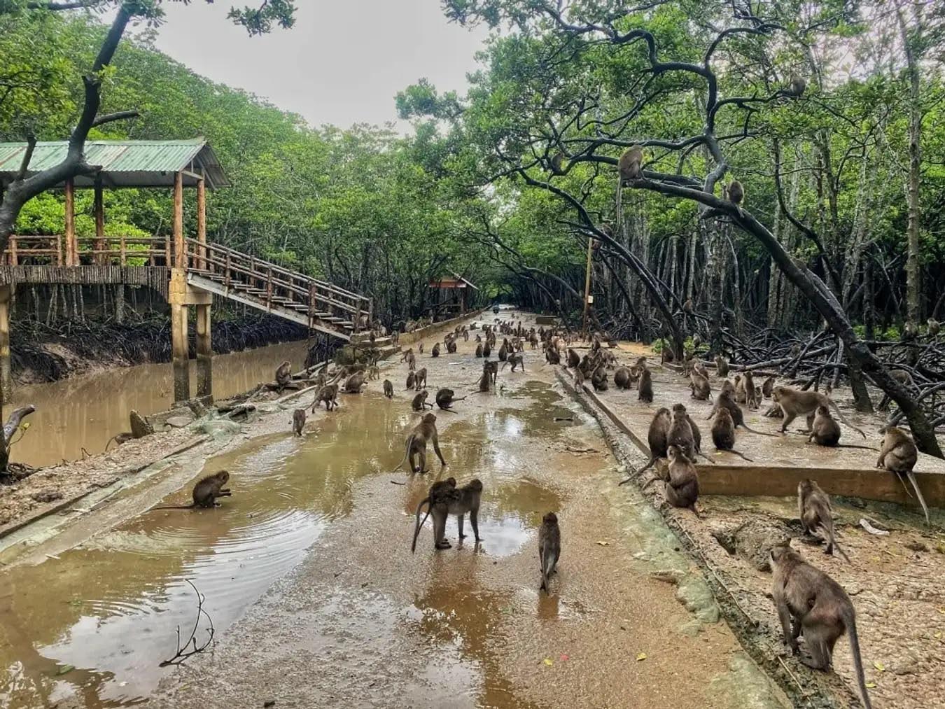 Can Gio- Monkey-island