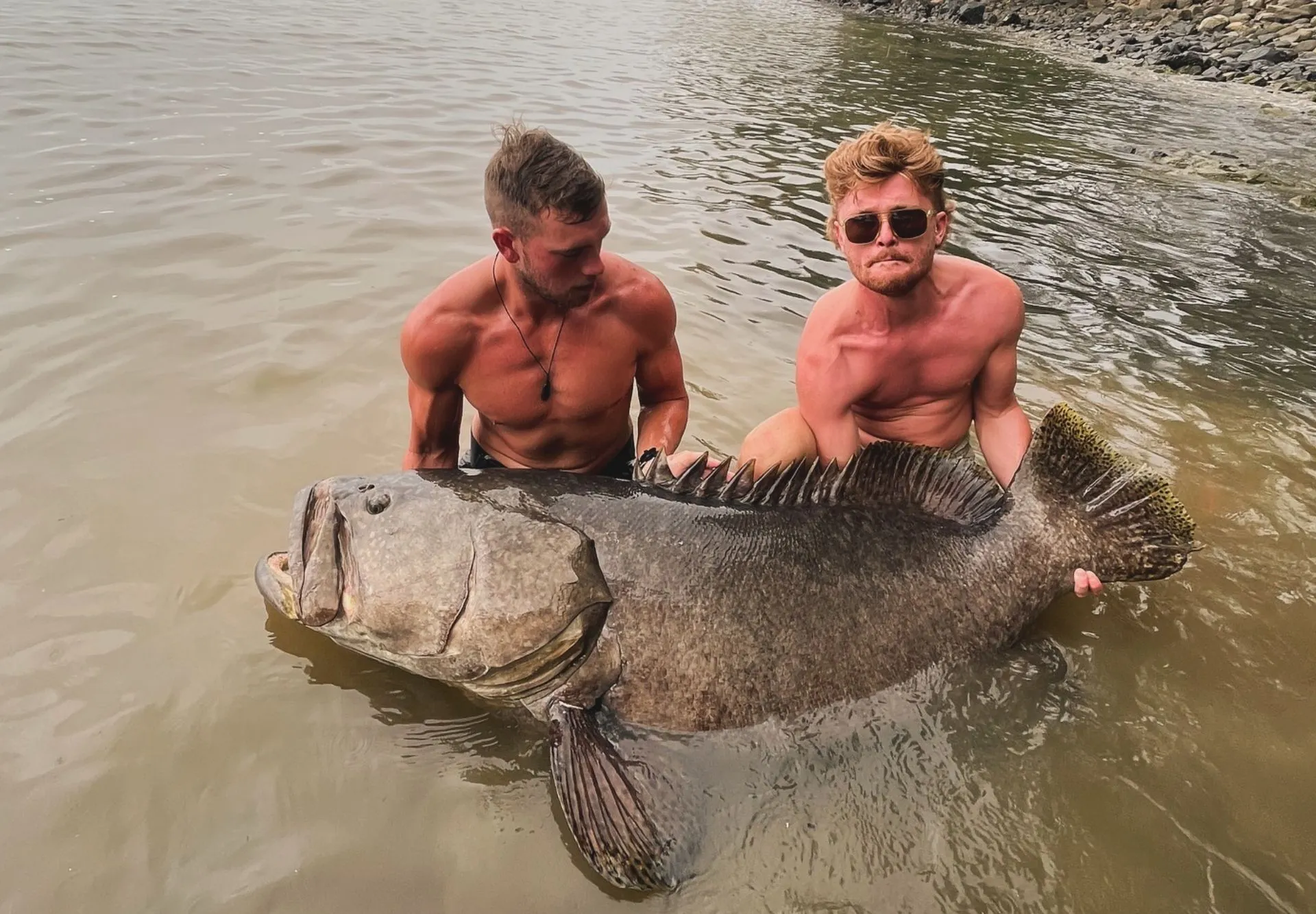 Giant Grouper