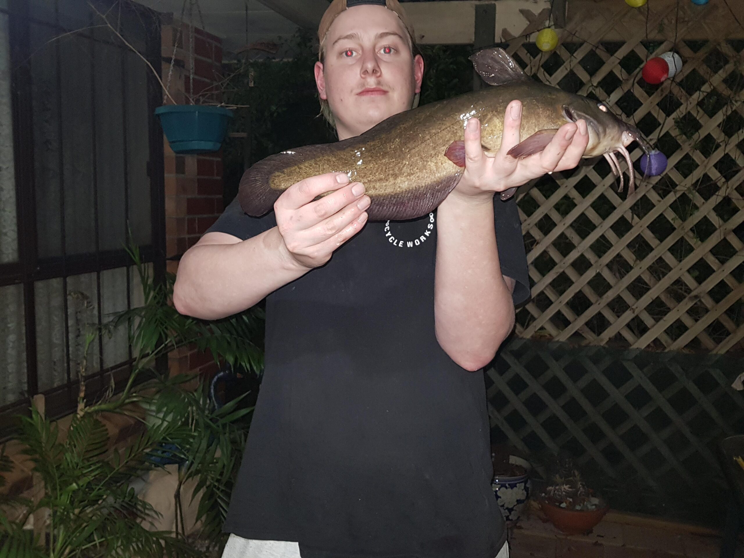 Gray Eel-Catfish