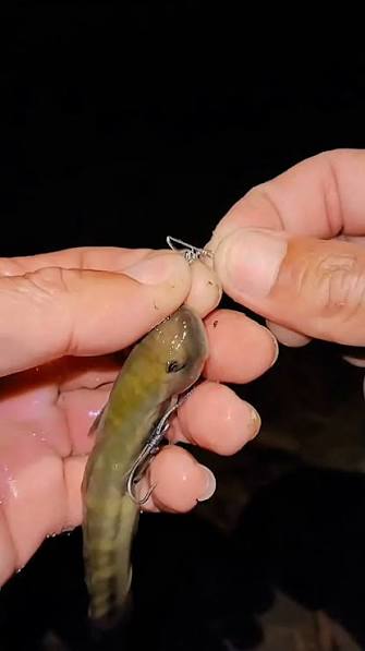 Live-Bait Drift Rigging