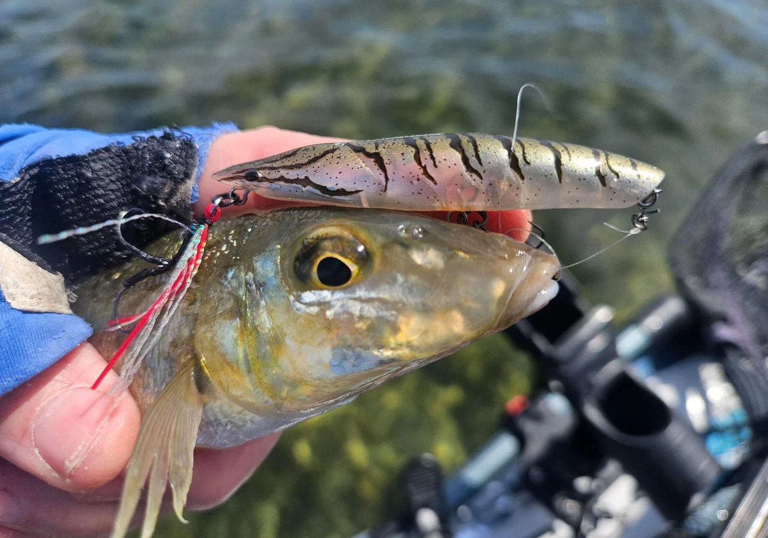 Surface Popping and Lure Casting