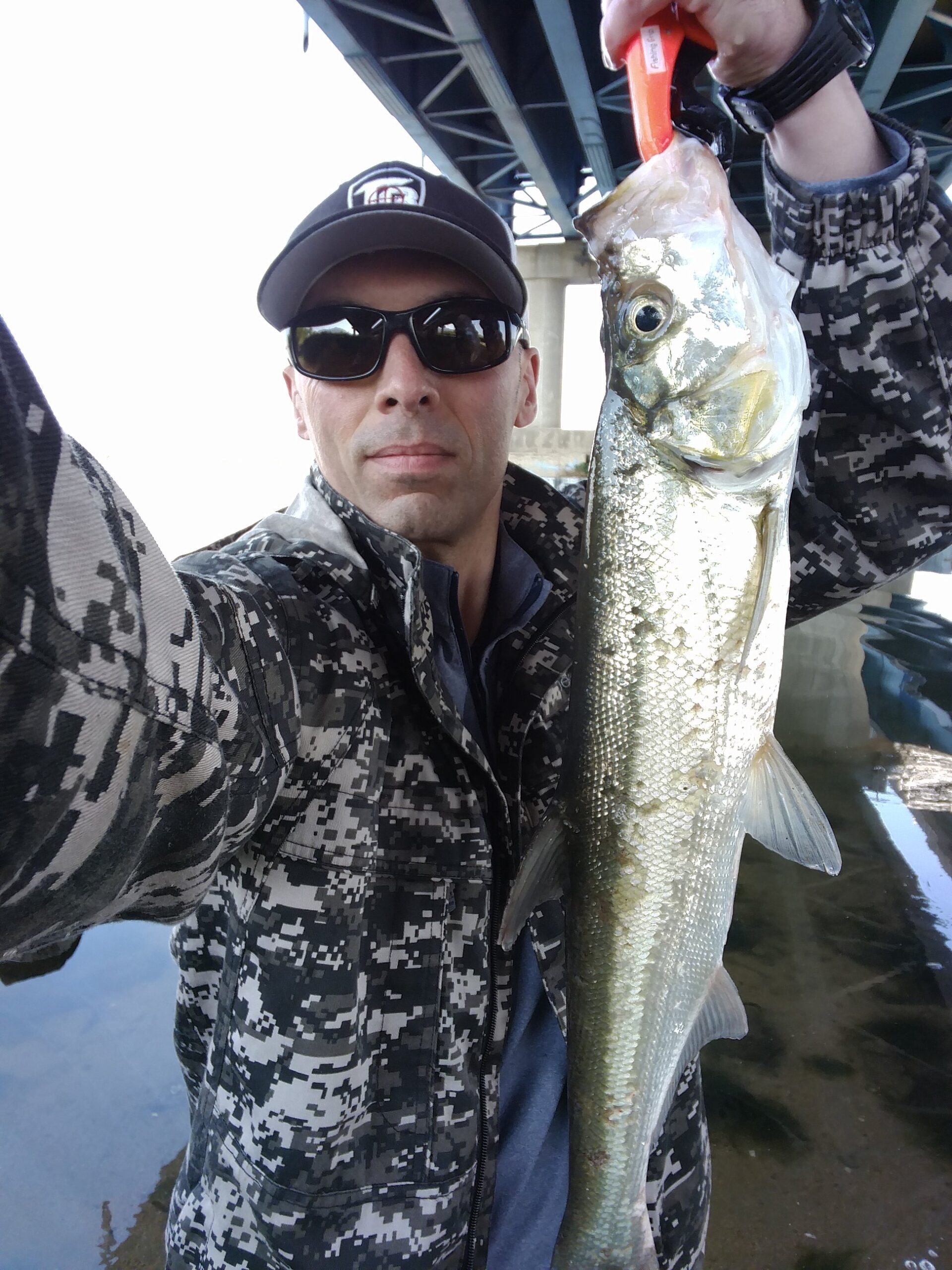 Tarpon