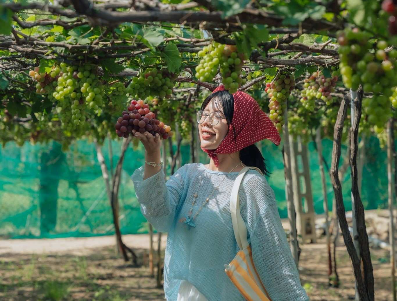 Thai An Grape Vineyards