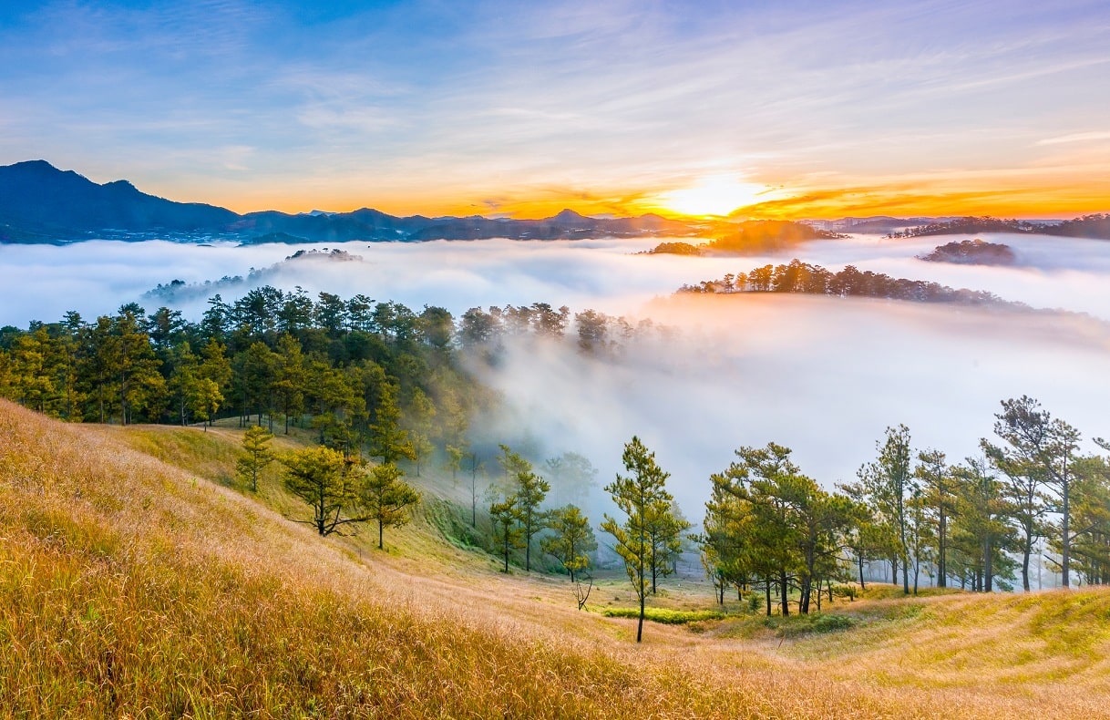 The Da Lat pine forest is immersed in a sea of ​​early morning mist.