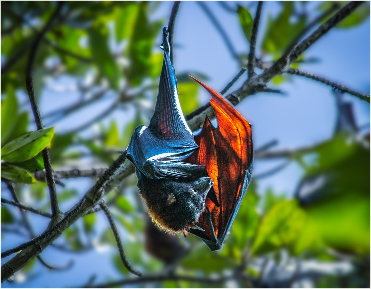 The fruit bat sanctuary in Can Gio -222