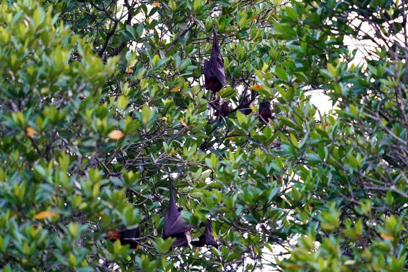The fruit bat sanctuary in Can Gio
