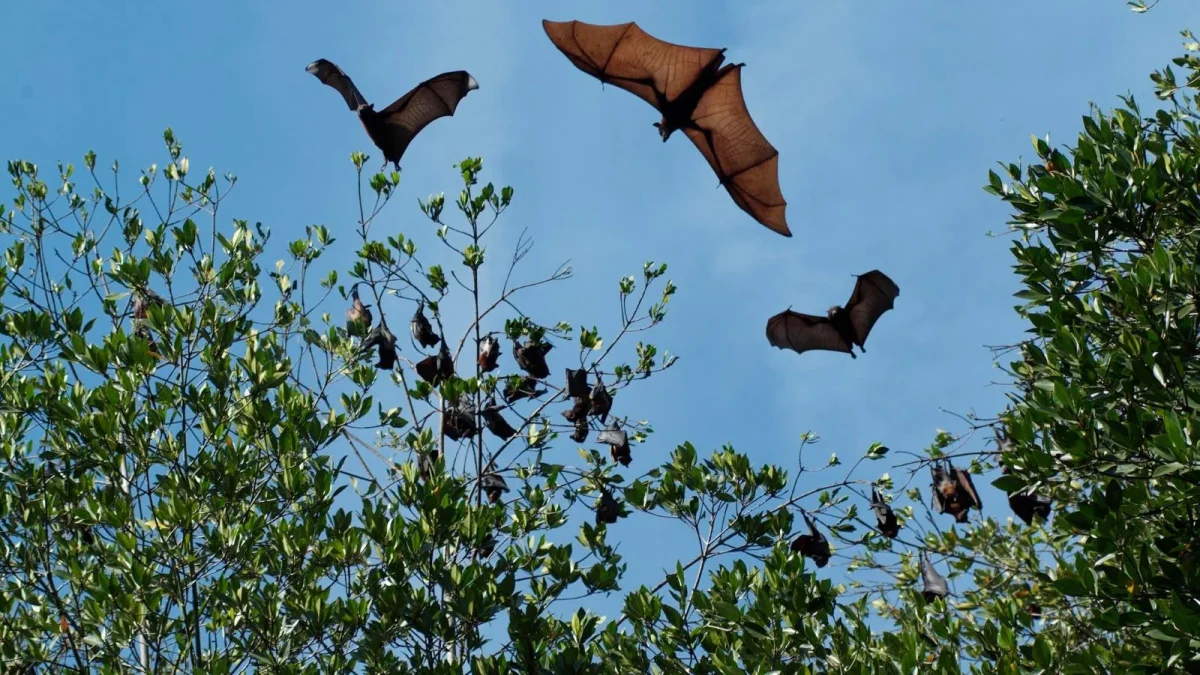 The fruit bat sanctuary in Can Gio