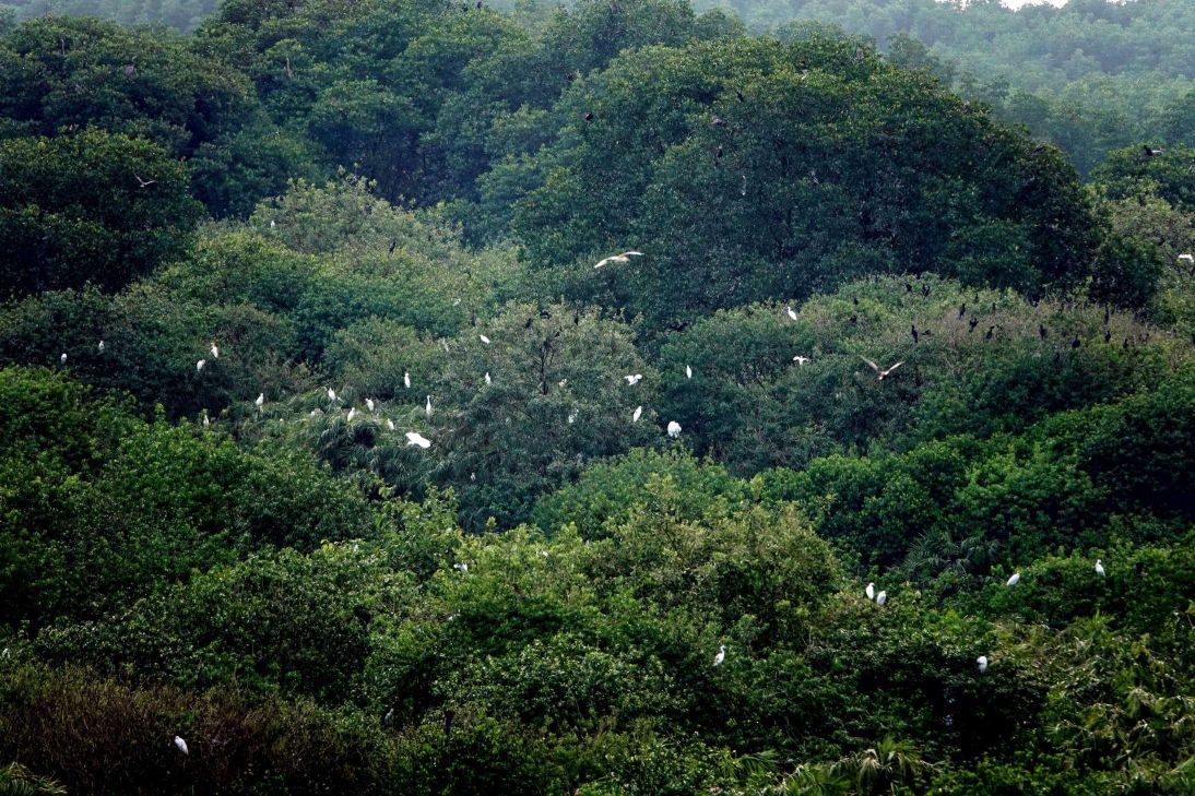 Vam Sat Bird Sanctuary in Can Gio
