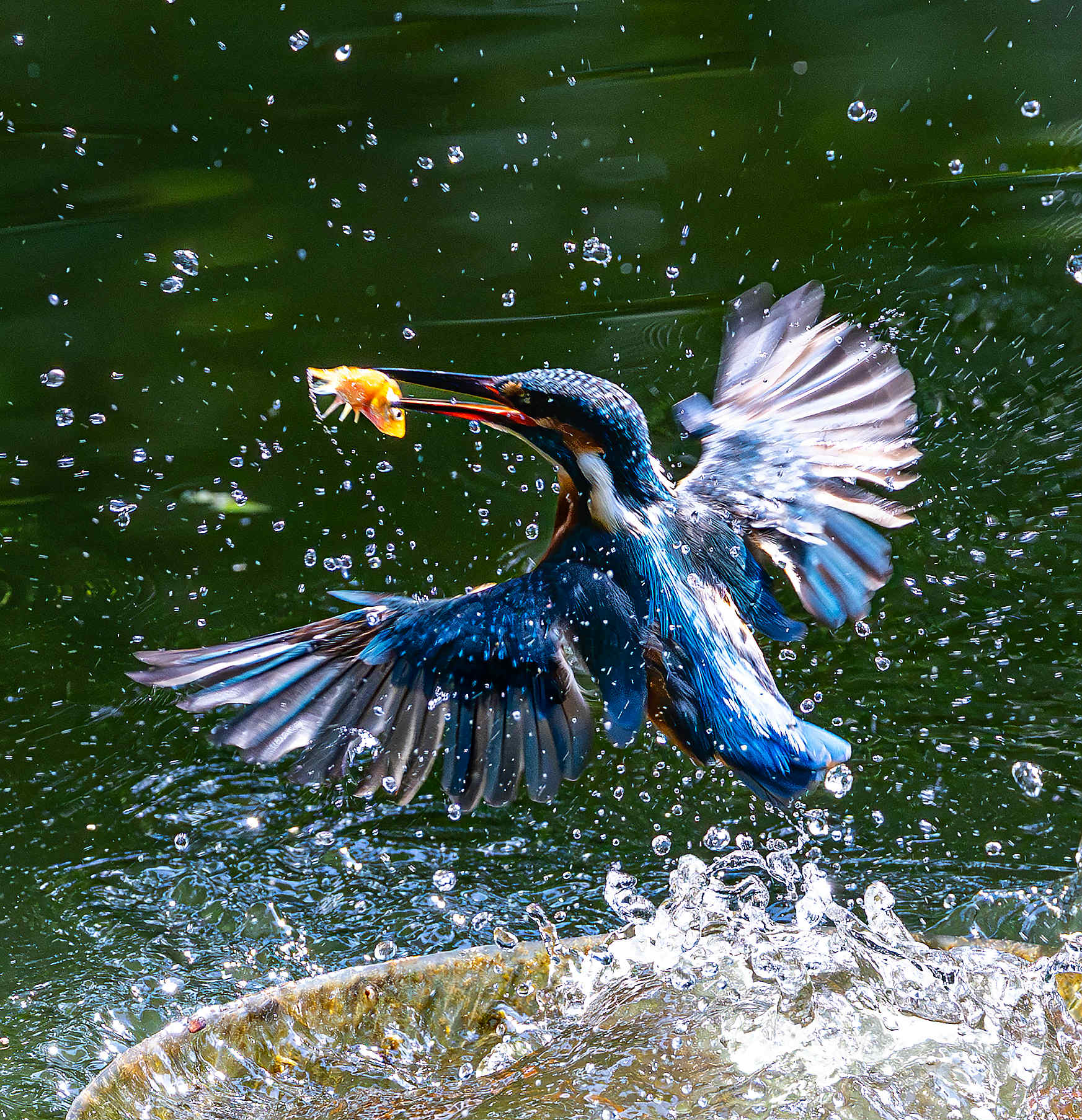 colorful kingfishers at can gio