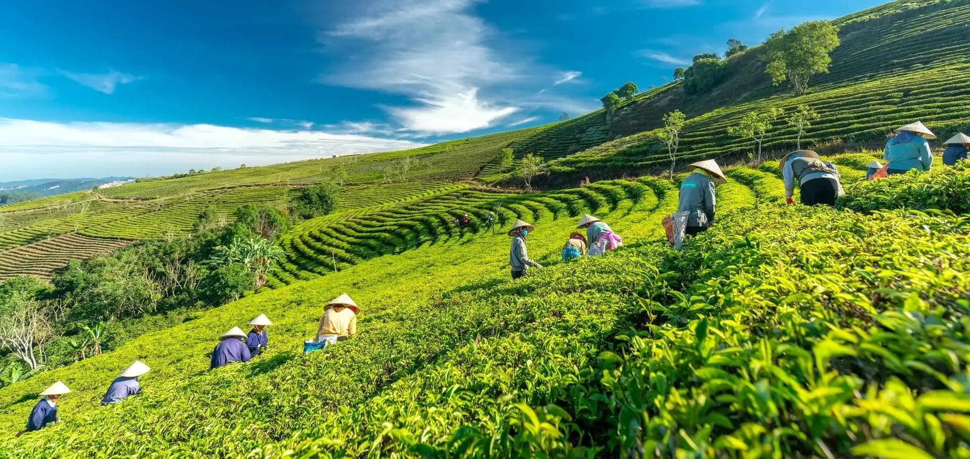 Cau Dat Tea Hill, Da Lat