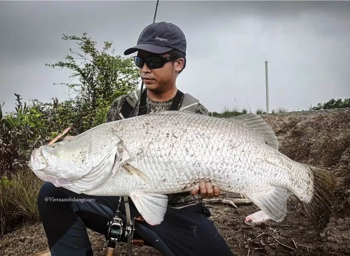 Barramundi