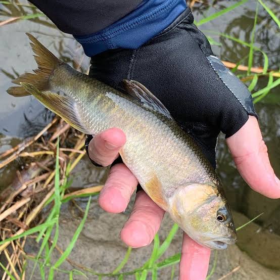 zacco fish