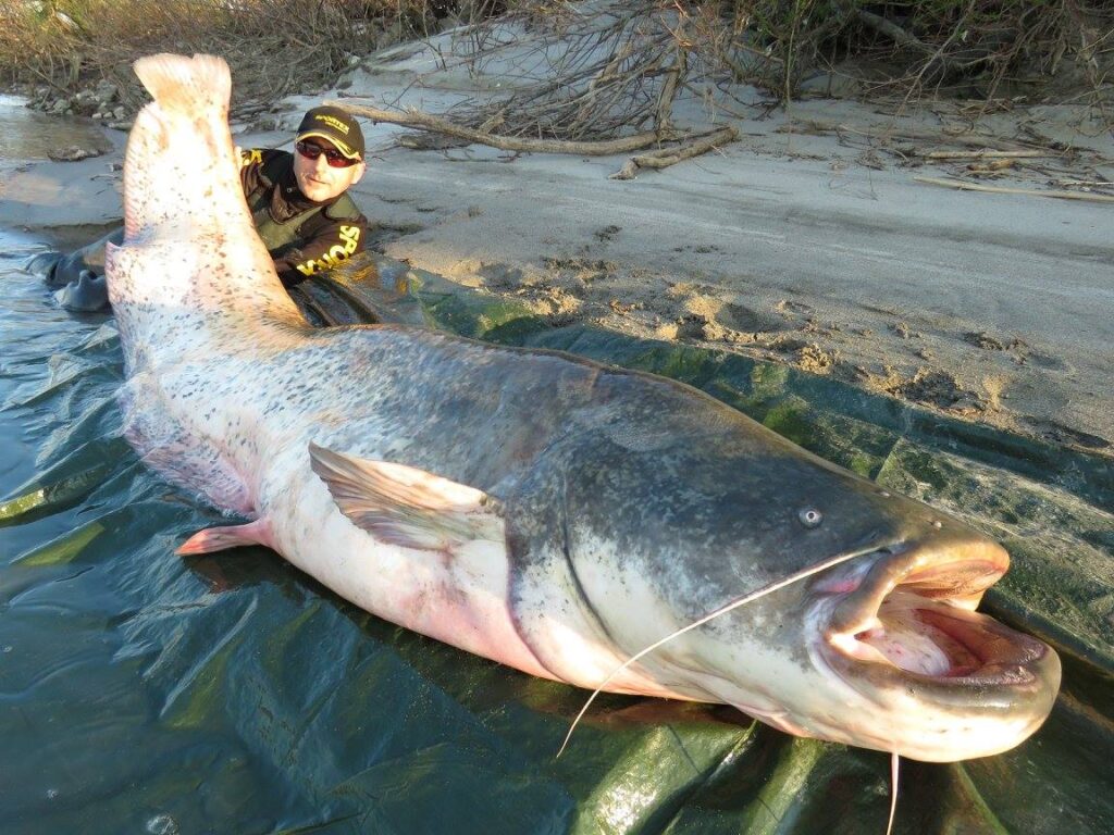 Mekong-Giant-Catfish-Fishing