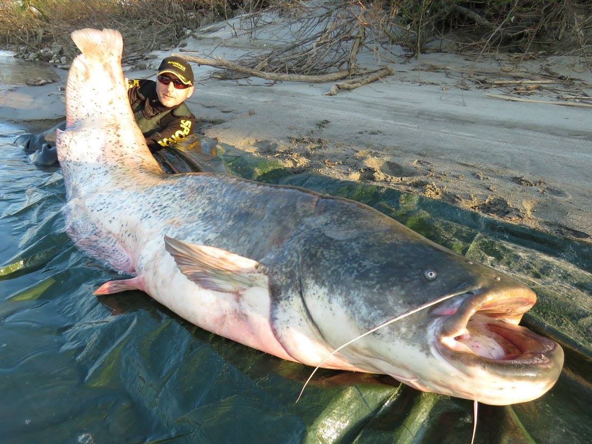 Mekong giant catfish discount