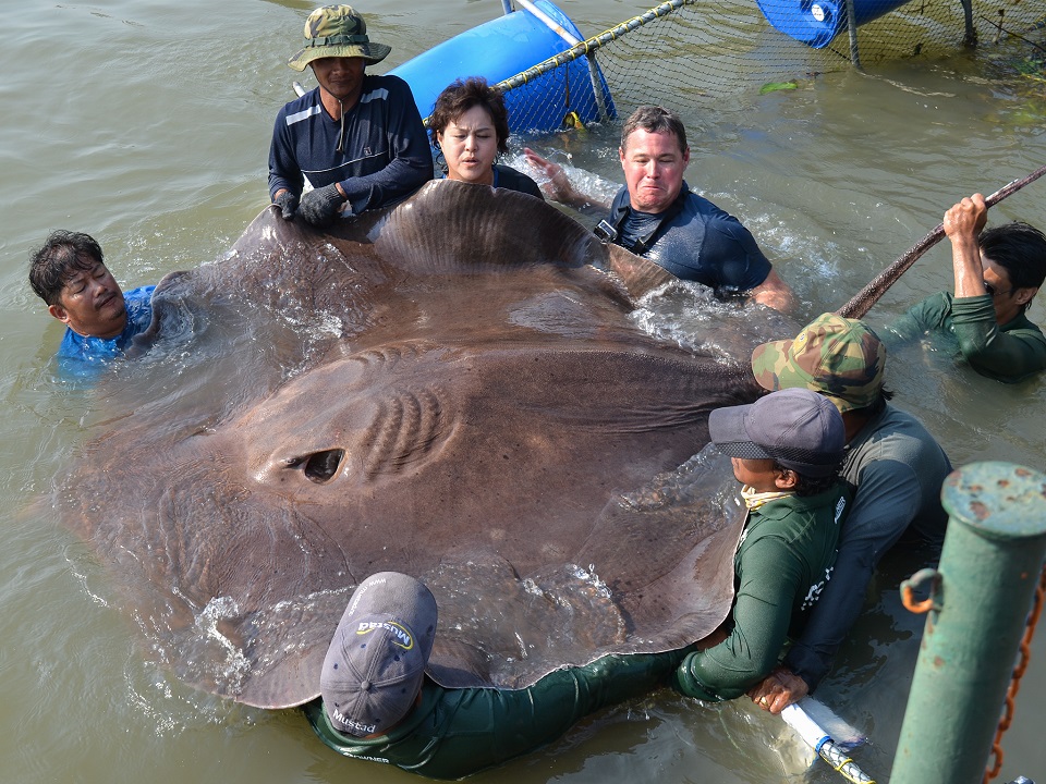 Mekong-freshwater-stingrays-vietnam-fishing-tours-fishing-in-mekong