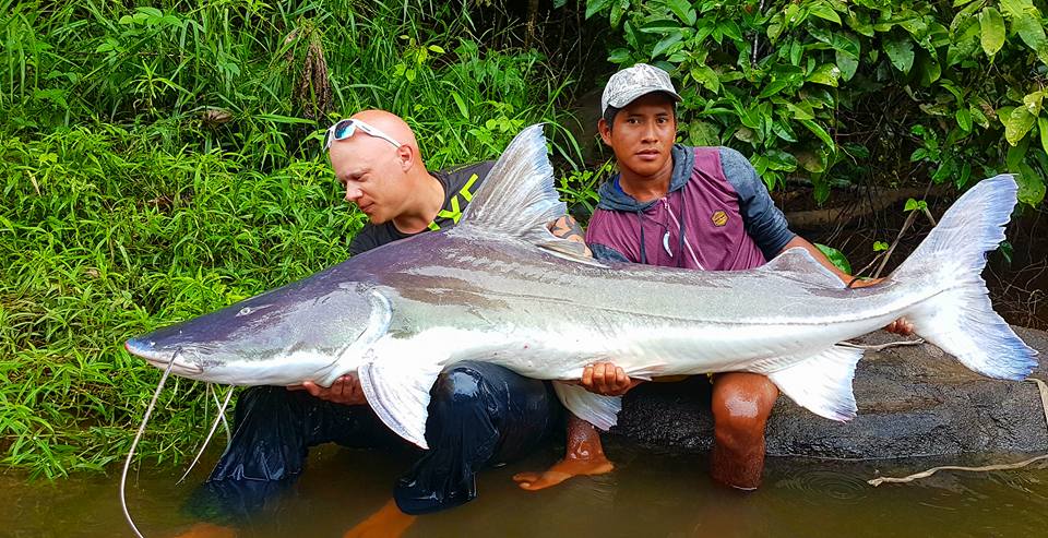 Piraíba-Brachyplatystoma-filamentosum-viewt-nam-fishing-tours-vn-2