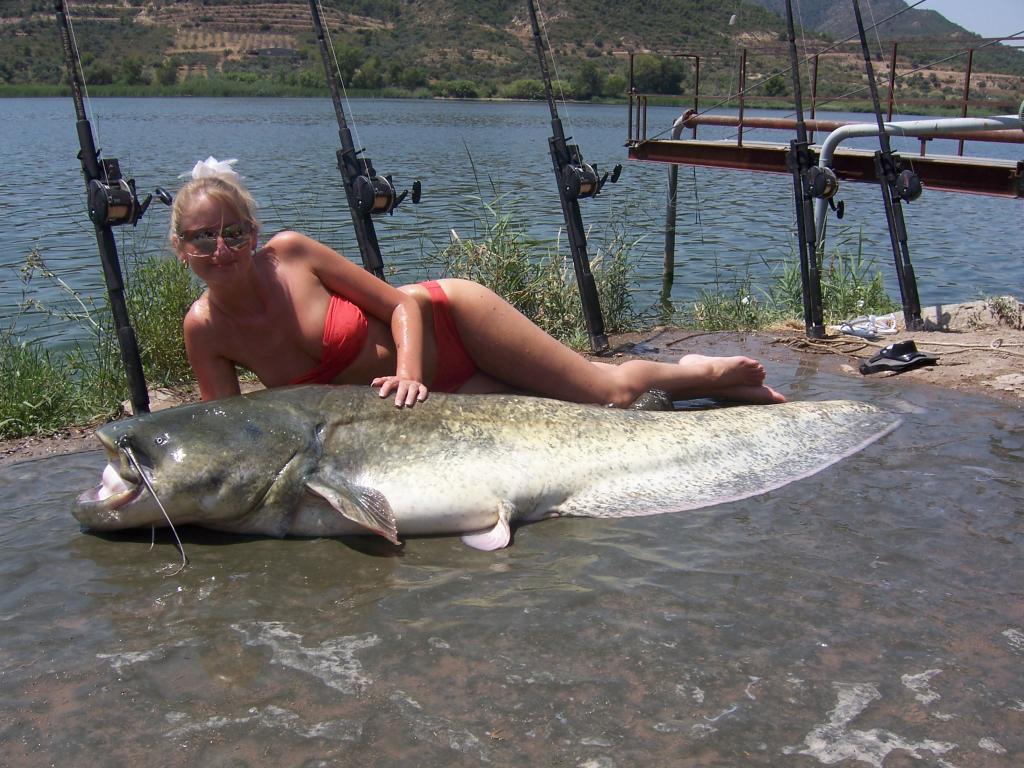 mekong giant catfish