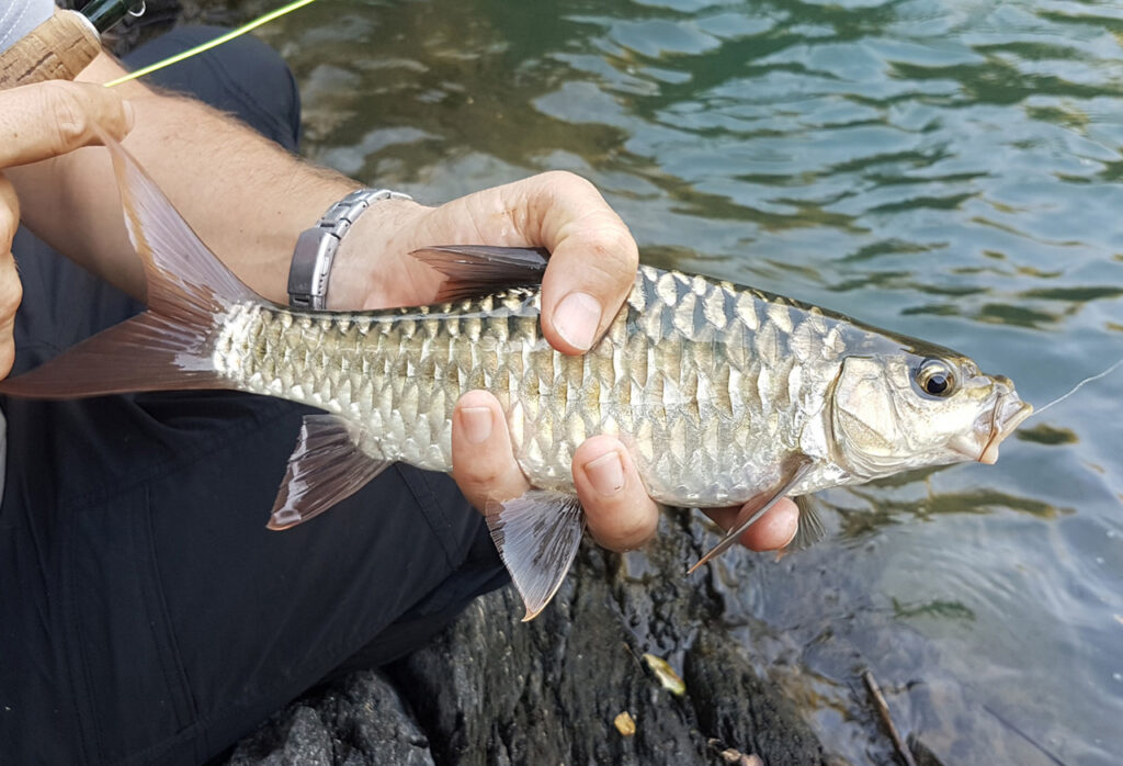 Mahseer-viet-nam-fishing-tours