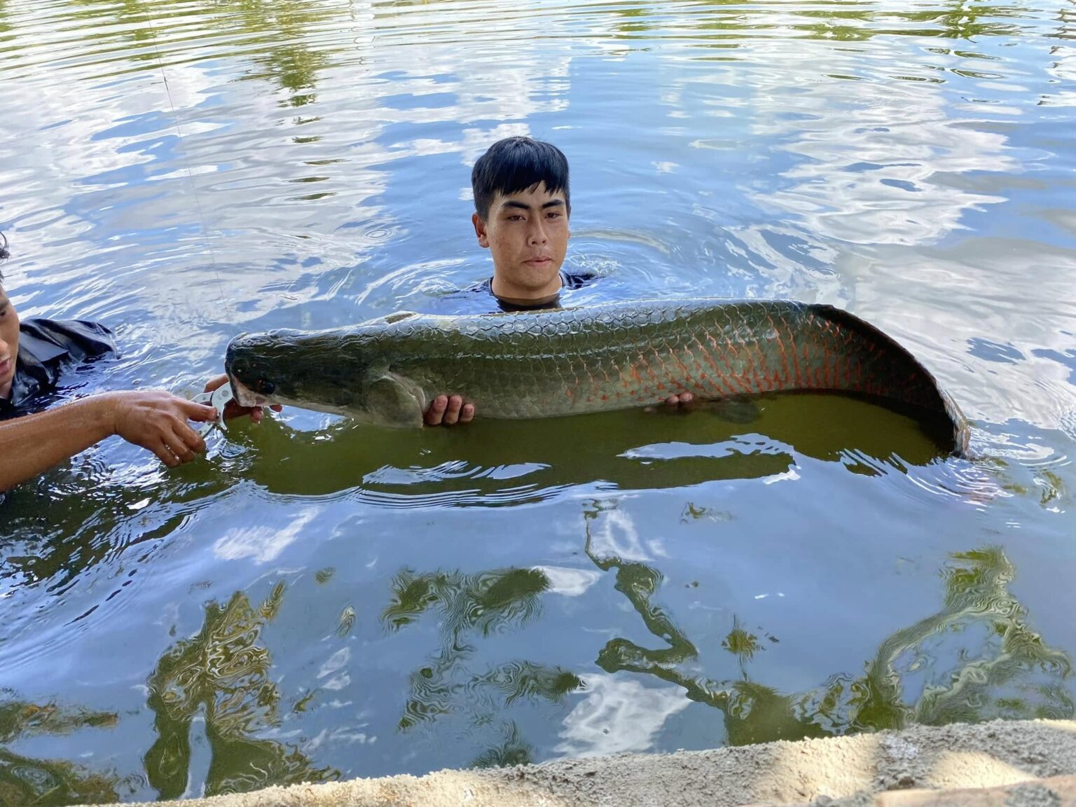 Arapaima in Bull Arena fishing park, Tet Holiday 2026