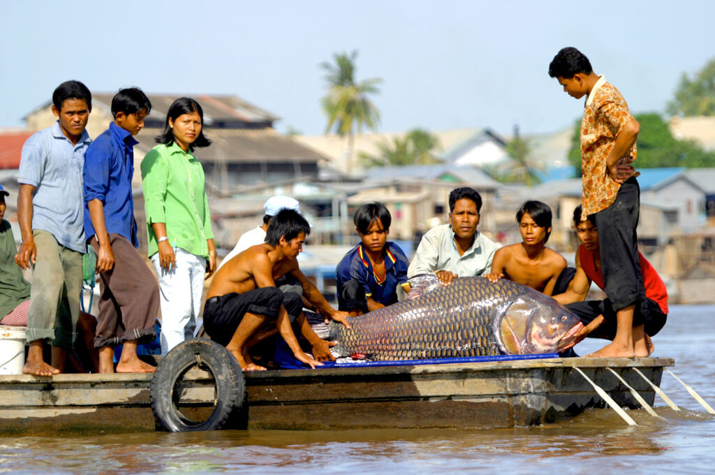 Giant-carp-88kg-from-the-Mekong-viet-nam-fishing-tours