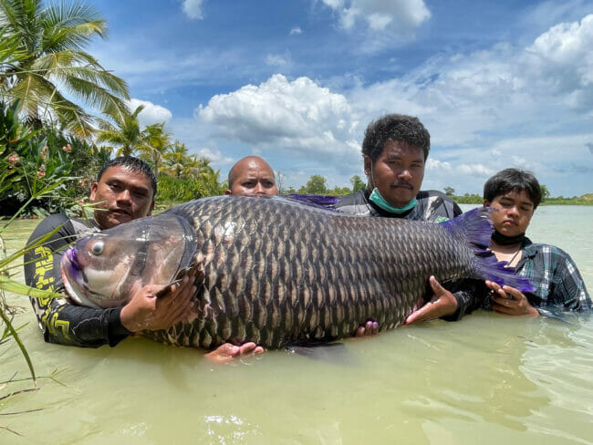 giant-siamese-carp-fishing-thailand