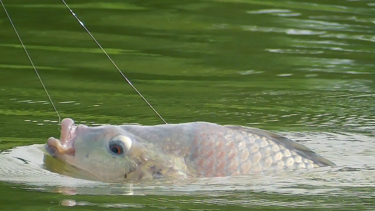 Adventure Fishing in Northern VietNam