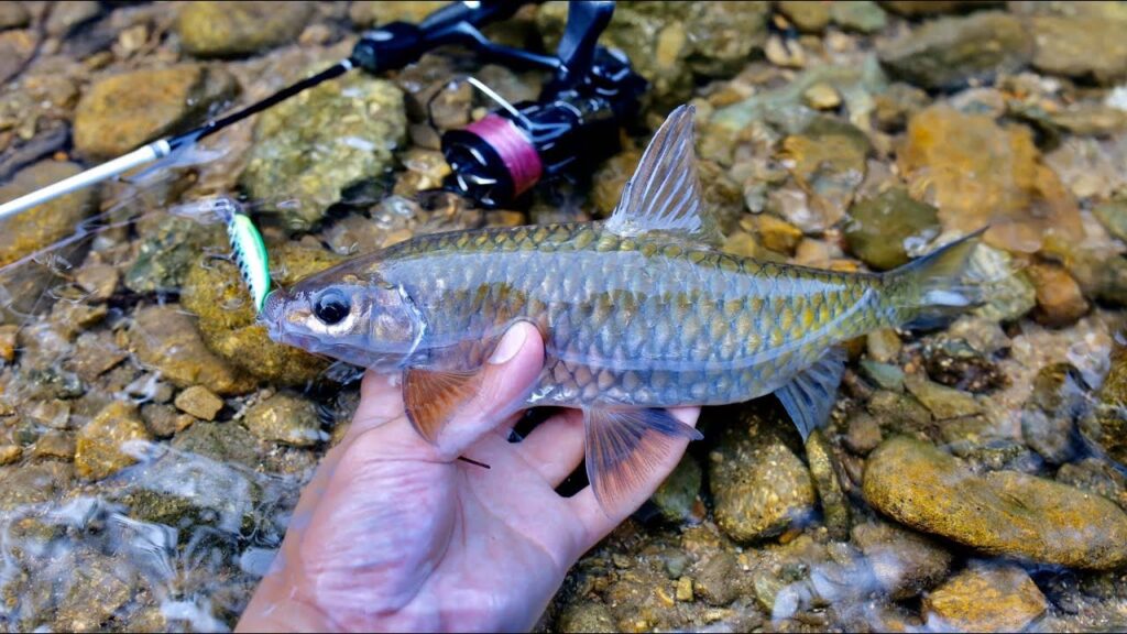 blue-Mahseer-viet-nam-fishing-tours-trips-adventure-1