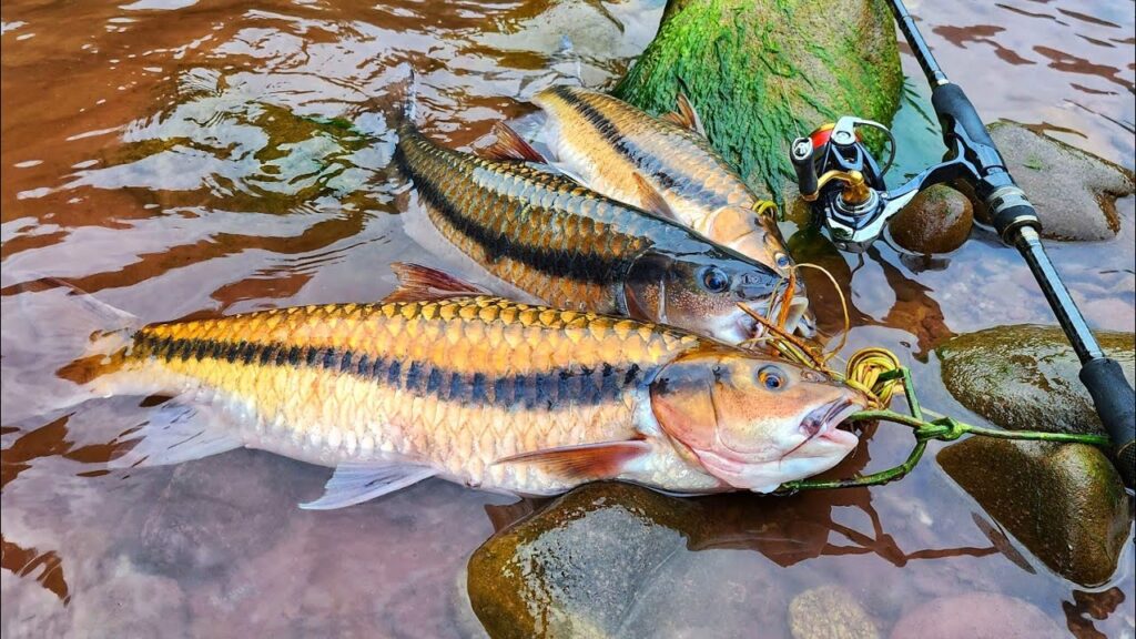 mahseer-north-central-viet-nam-fishing-tours-trips-16-days