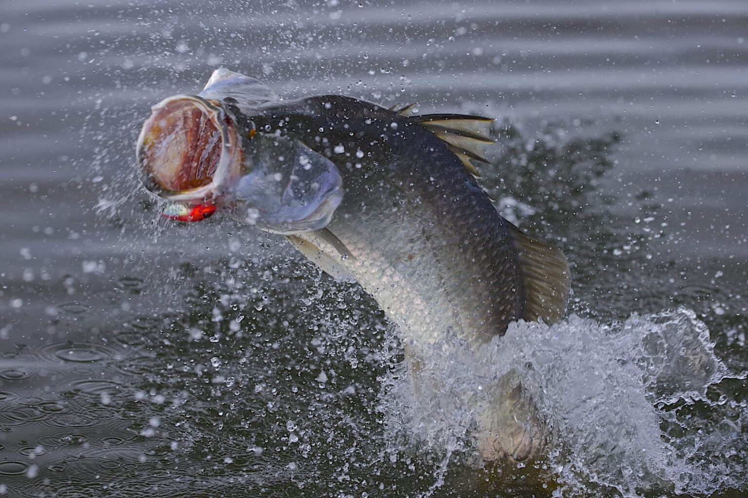 Experience the thrill of catching powerful barramundi in Ben Tre, Vietnam.