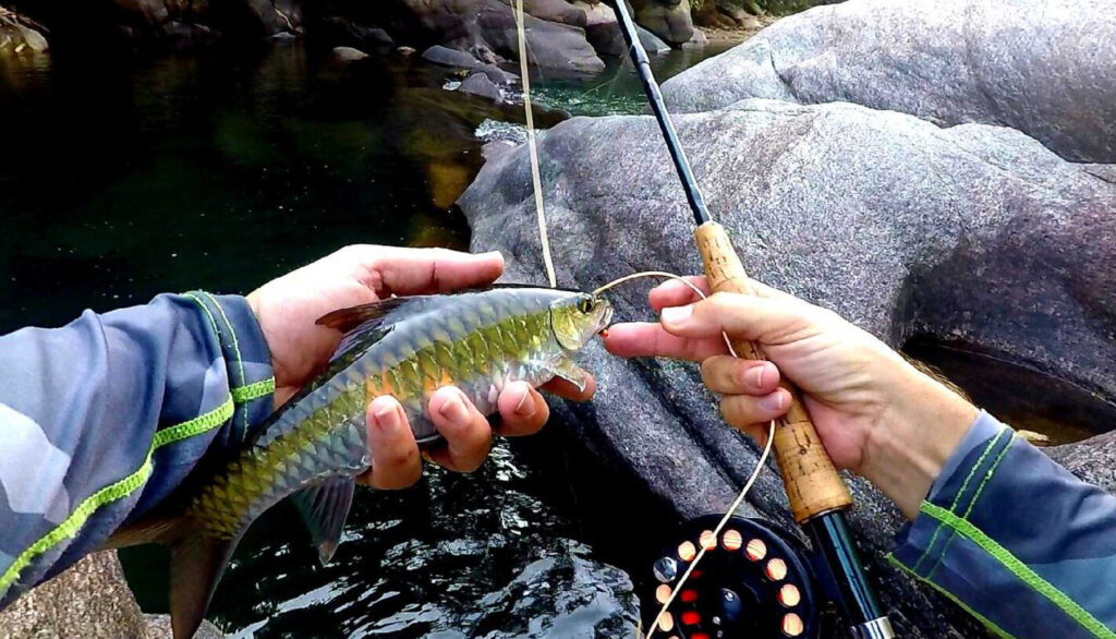 Stracheyi-Mahseer-viet-nam-fishing-tour-trip-adventure-travel-1536x853