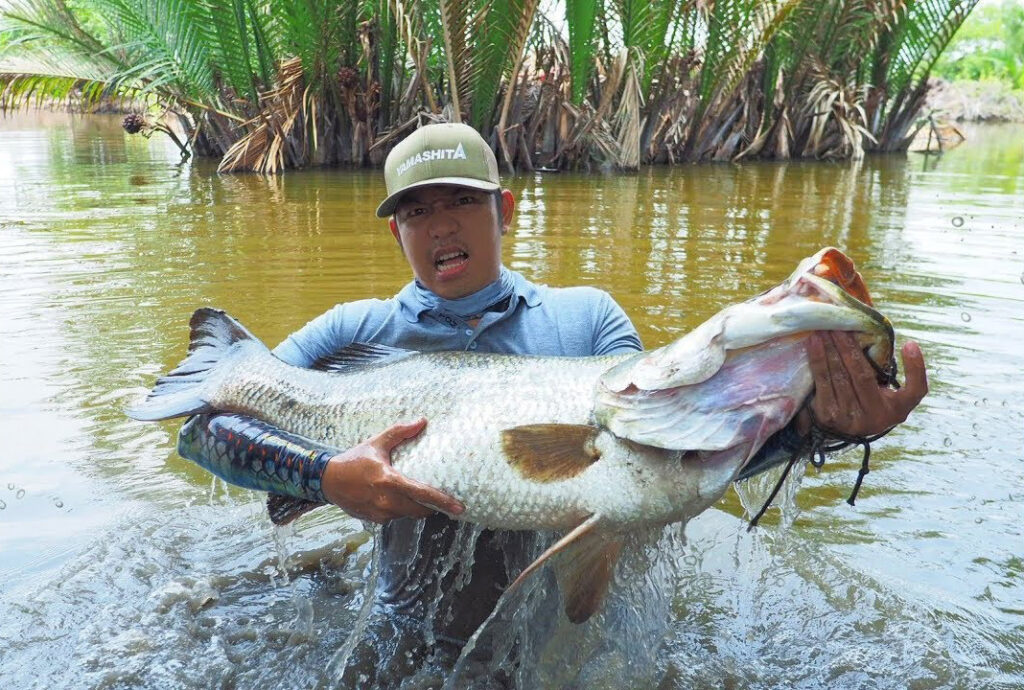 barramundi-ben-tre-viet-nam-fishing-travel-tour-trip-adventure-fun-trend-2026