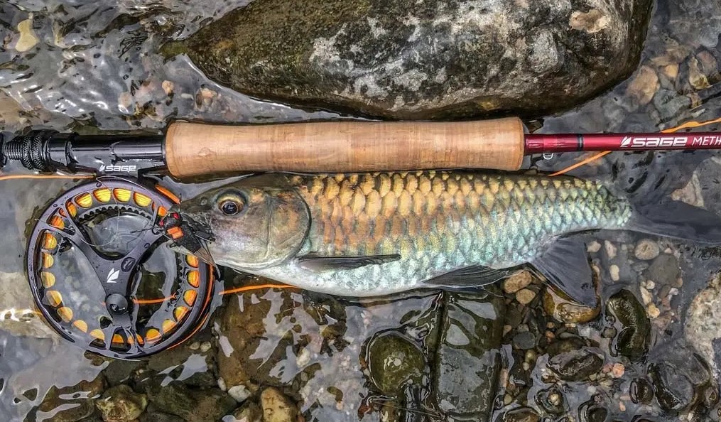 mahseer-fly-fishing-vietnam-tour-trip-travel-angler-valentine-day-new-year-2026