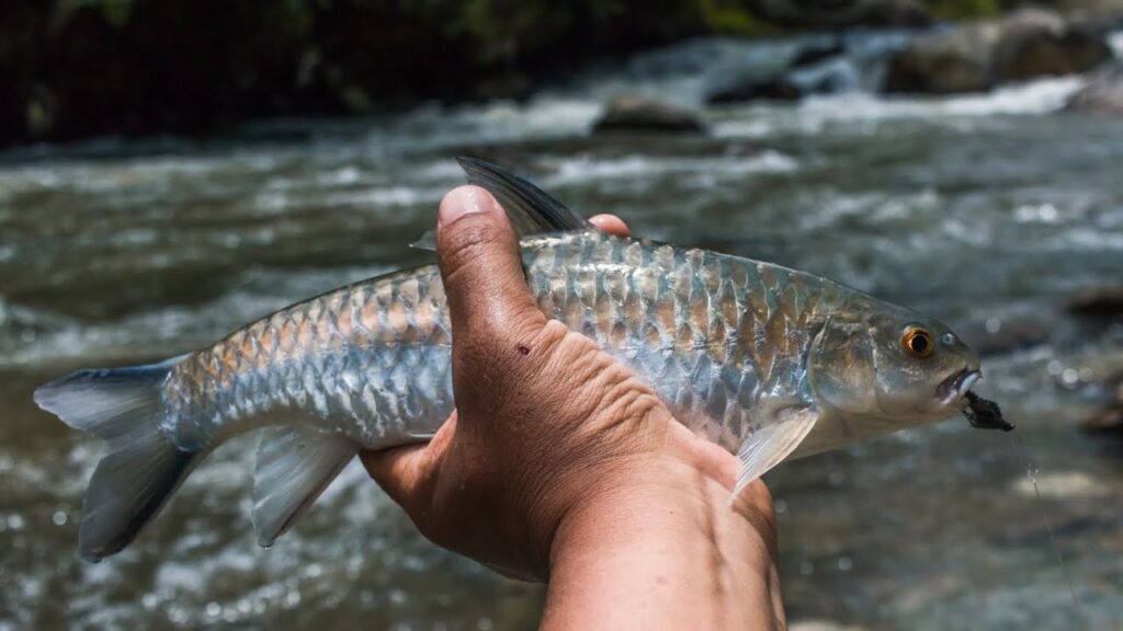 stracheyi-blue-mahseer-vietnam-fishing-tour-trip-travel-angler-lure-fly-fishing-2026