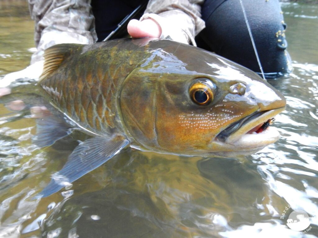 mahseer-vietnam-fishing-tour-trip-travel-angler-lure-fly-fishing-2026