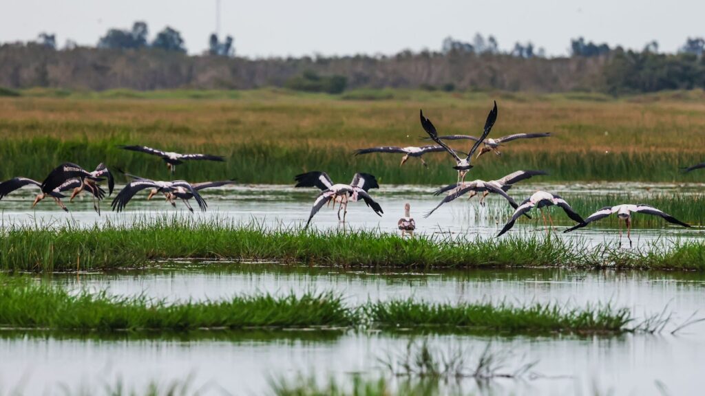 tram-chim-national-park-vietnam-fishing-trip-tour-travel-guide-angler