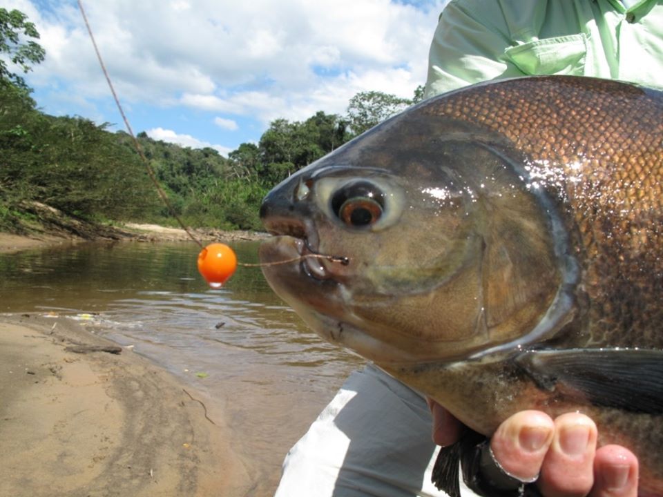 pacu-viet-nam-fishing-tours-trips-travel-anglers-lure-fly-fishing-summer-2026-catching-2