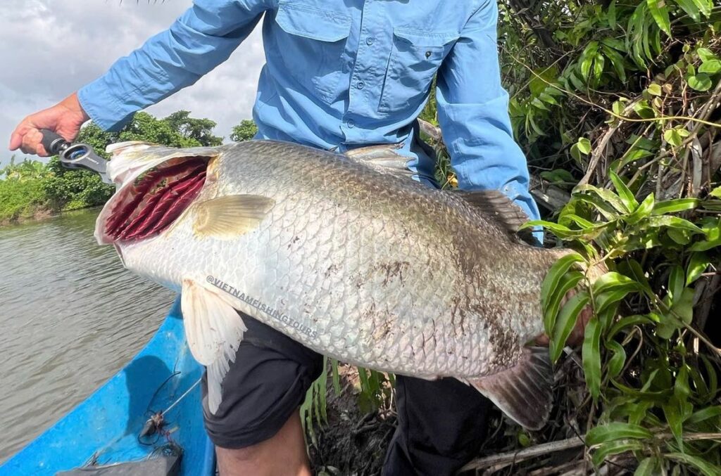 barramundi-vietnam-fishing-tours-trips-travel-anglers-fly-lure-summer-2026